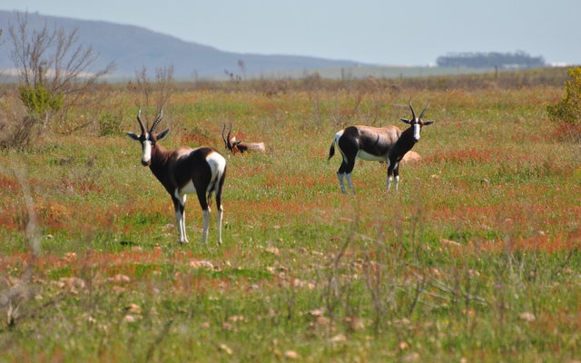 Bontebok National Park (Image courtesy of capewithmac.co.za) Bontebok National Park (Image courtesy of capewithmac.co.za)
